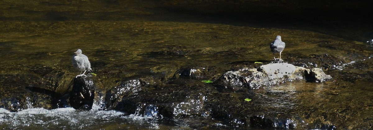 American Dipper - ML350139971