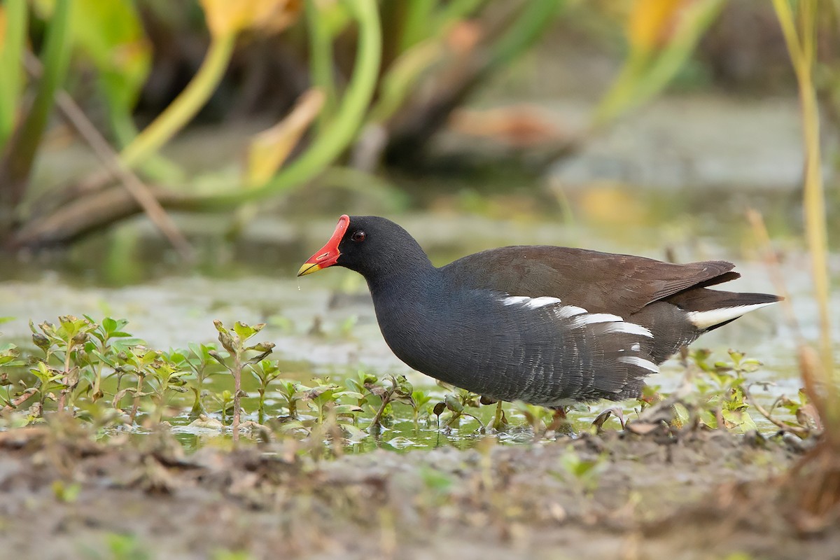 Eurasian Moorhen - Ayuwat Jearwattanakanok