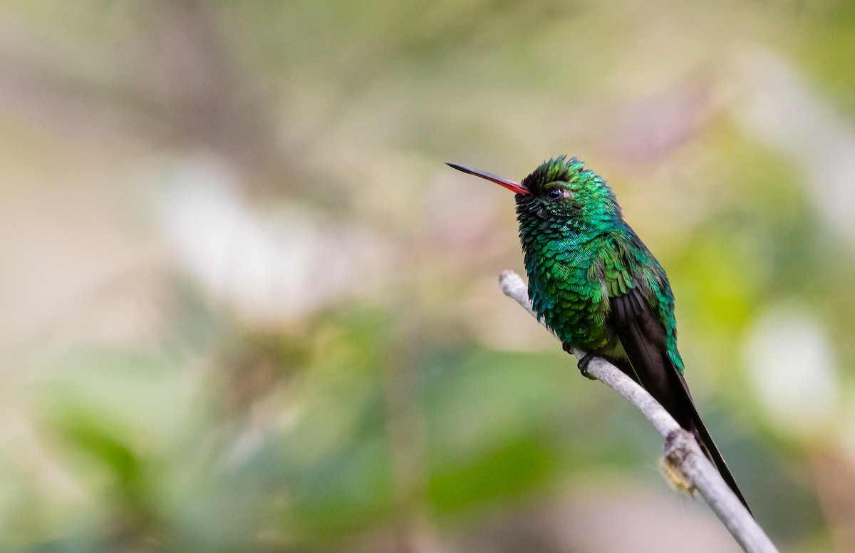 Golden-crowned Emerald - ML350141221