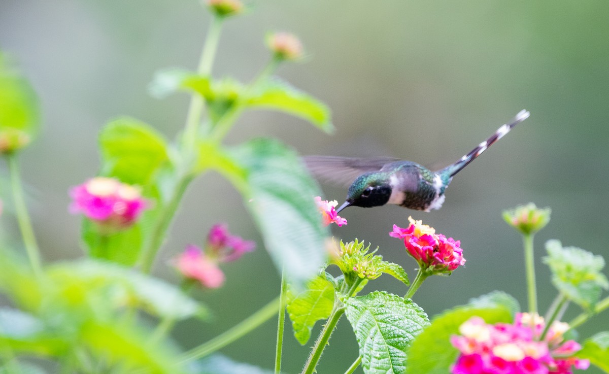 Sparkling-tailed Hummingbird - Ivann Romero