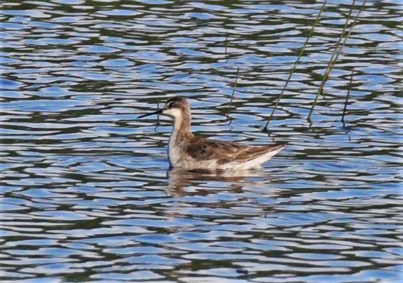 Wilson's Phalarope - ML350141651