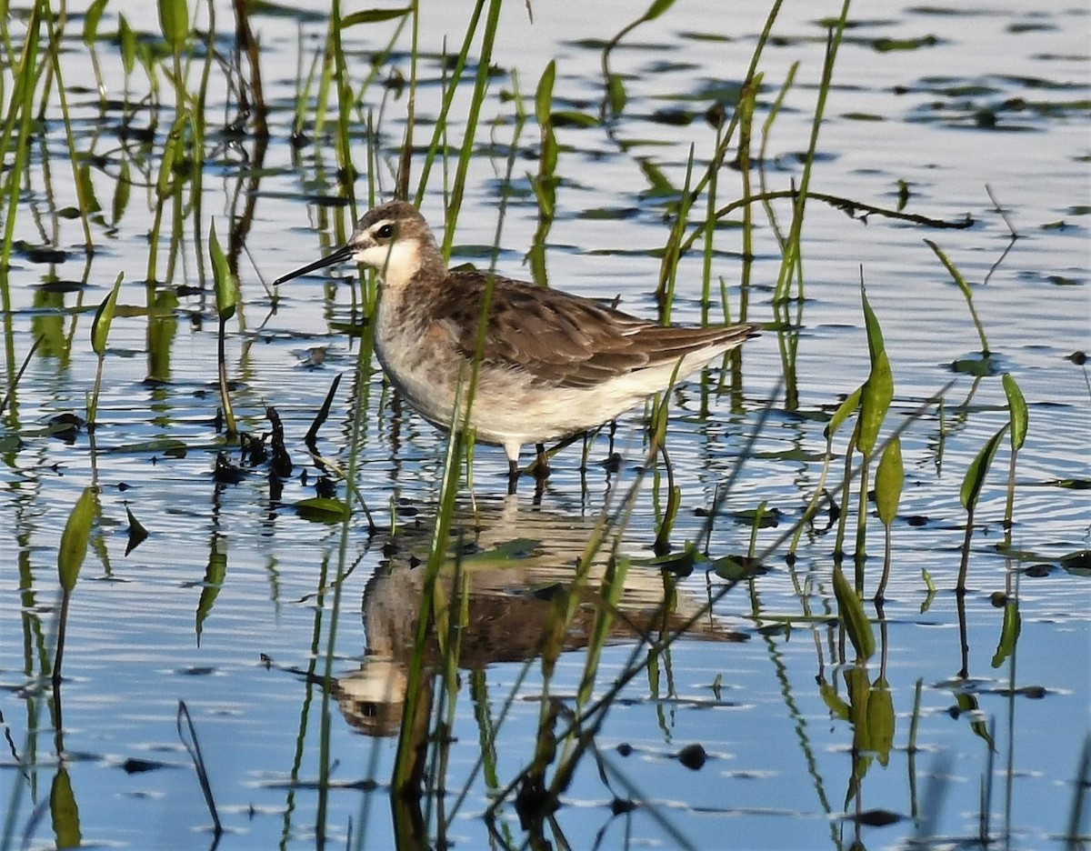 Wilson's Phalarope - ML350141861