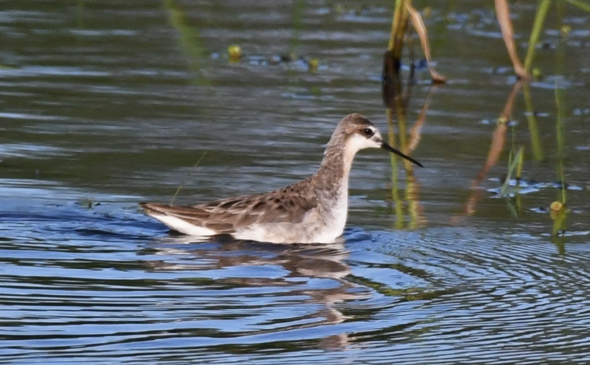 Wilson's Phalarope - ML350141981