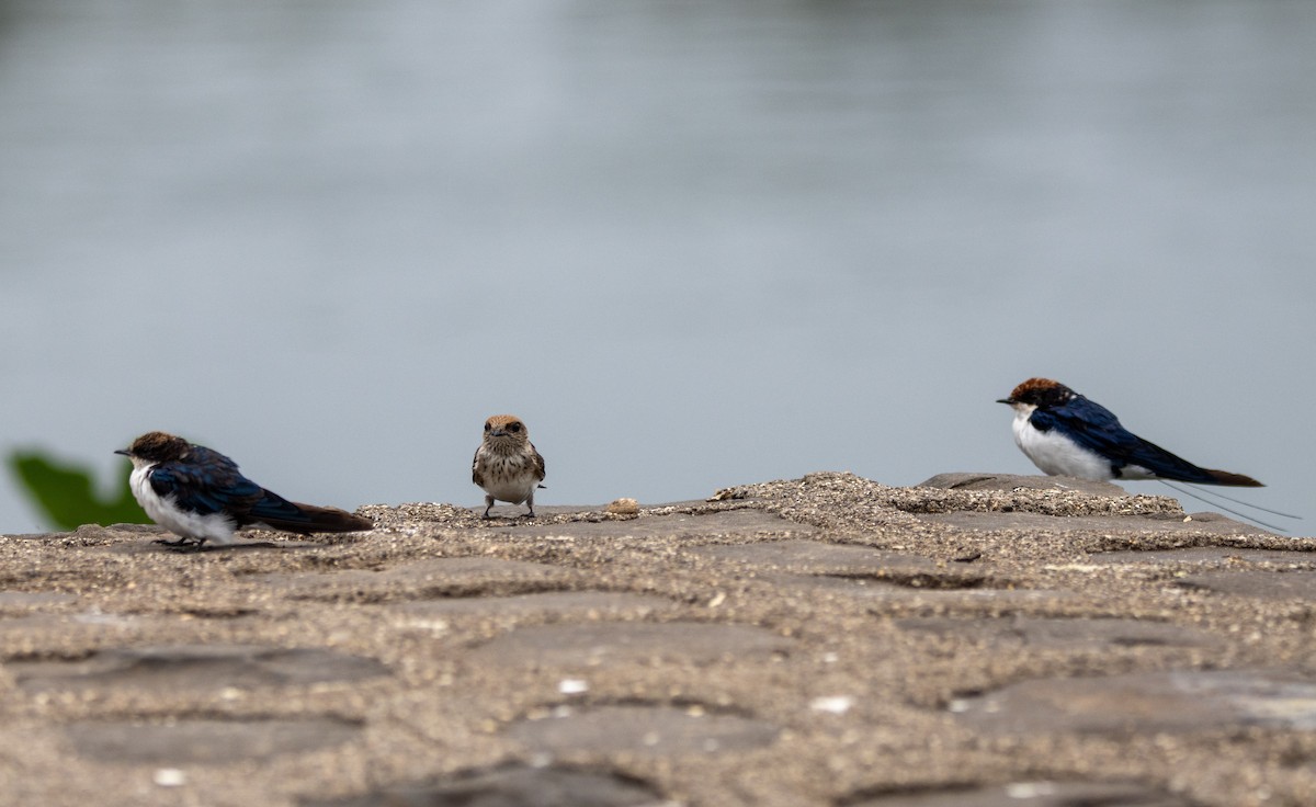Streak-throated Swallow - Kalpesh Krishna