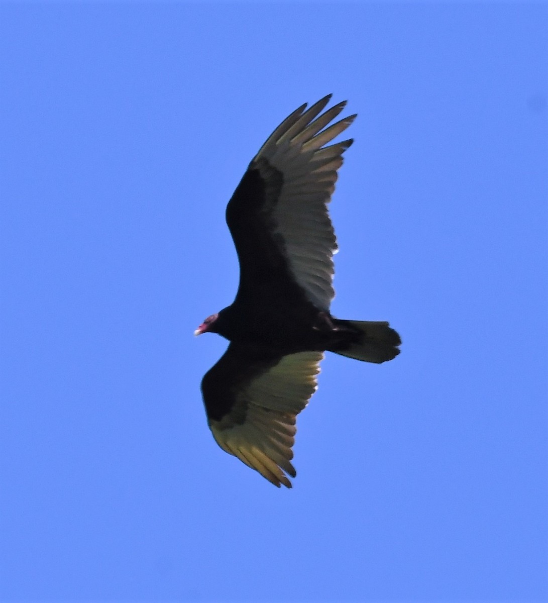 Turkey Vulture - ML350143501