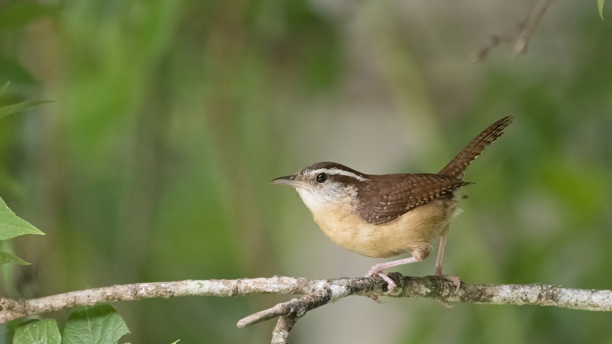 Carolina Wren - ML350143581