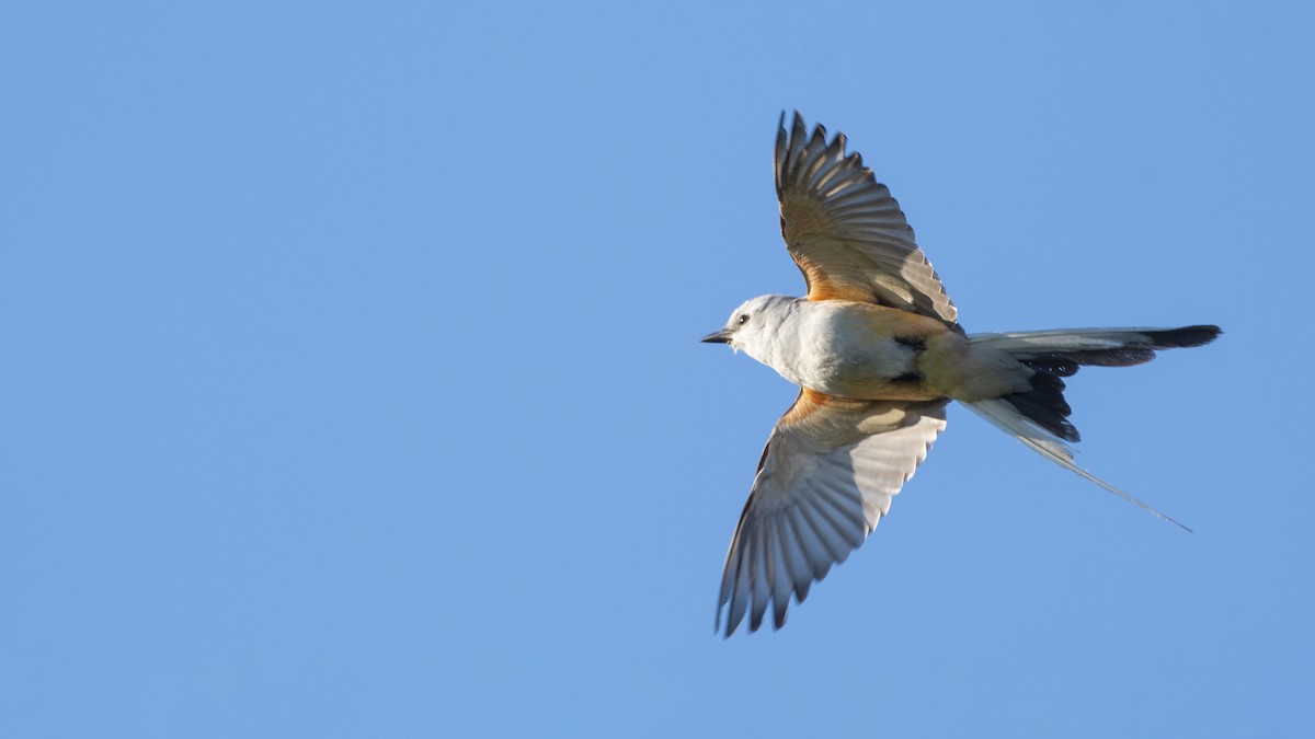 Scissor-tailed Flycatcher - Bryan Calk