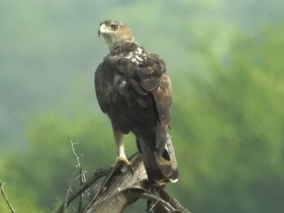 Águila Perdicera - ML350145601