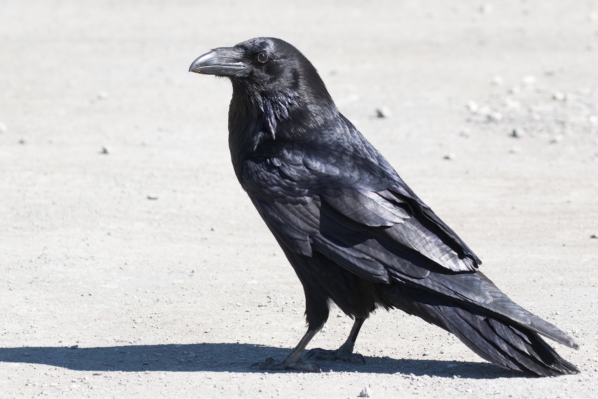 Common Raven - ML350146031