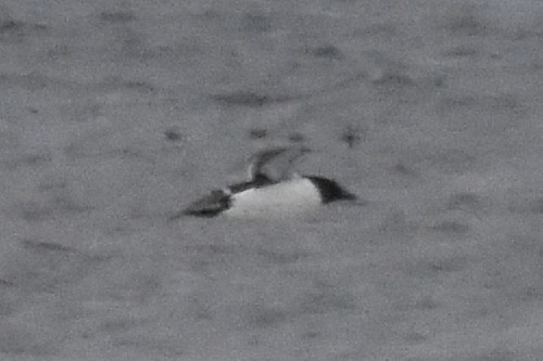 Thick-billed Murre - ML350148621