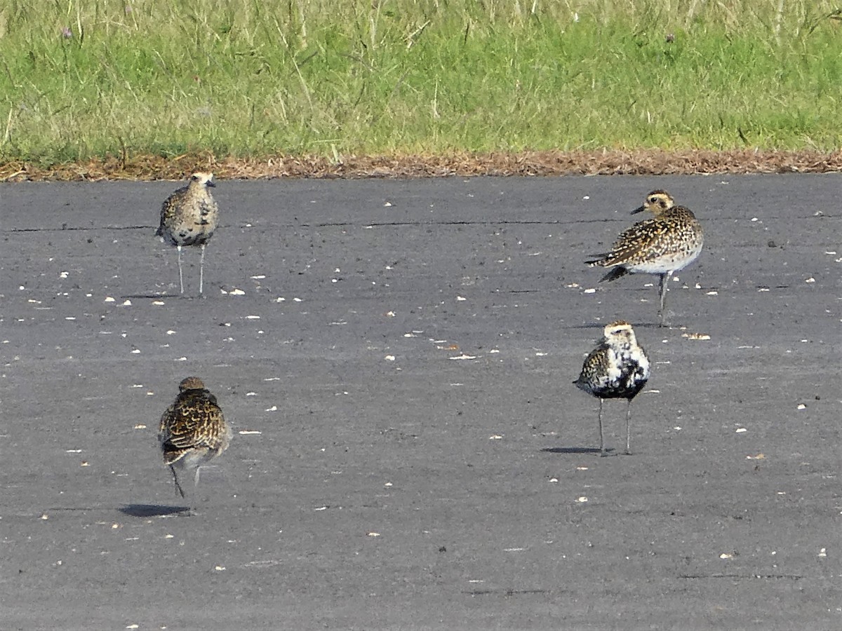 Pacific Golden-Plover - ML350148771