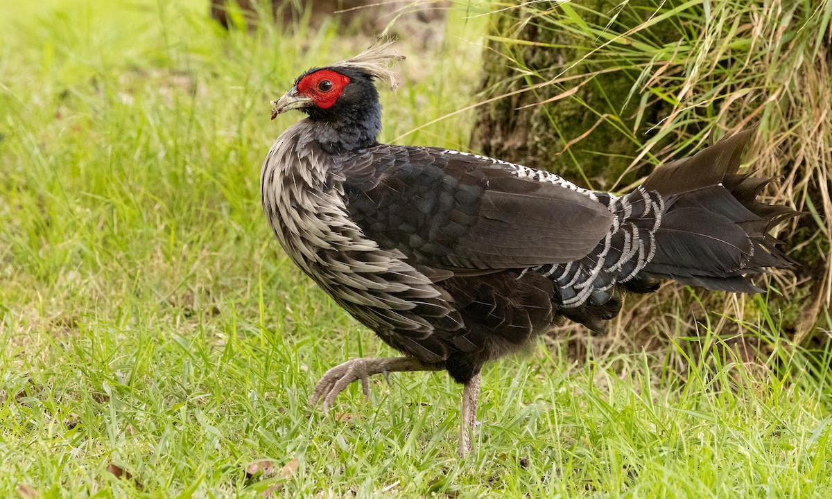 Kalij Pheasant - Paul Fenwick