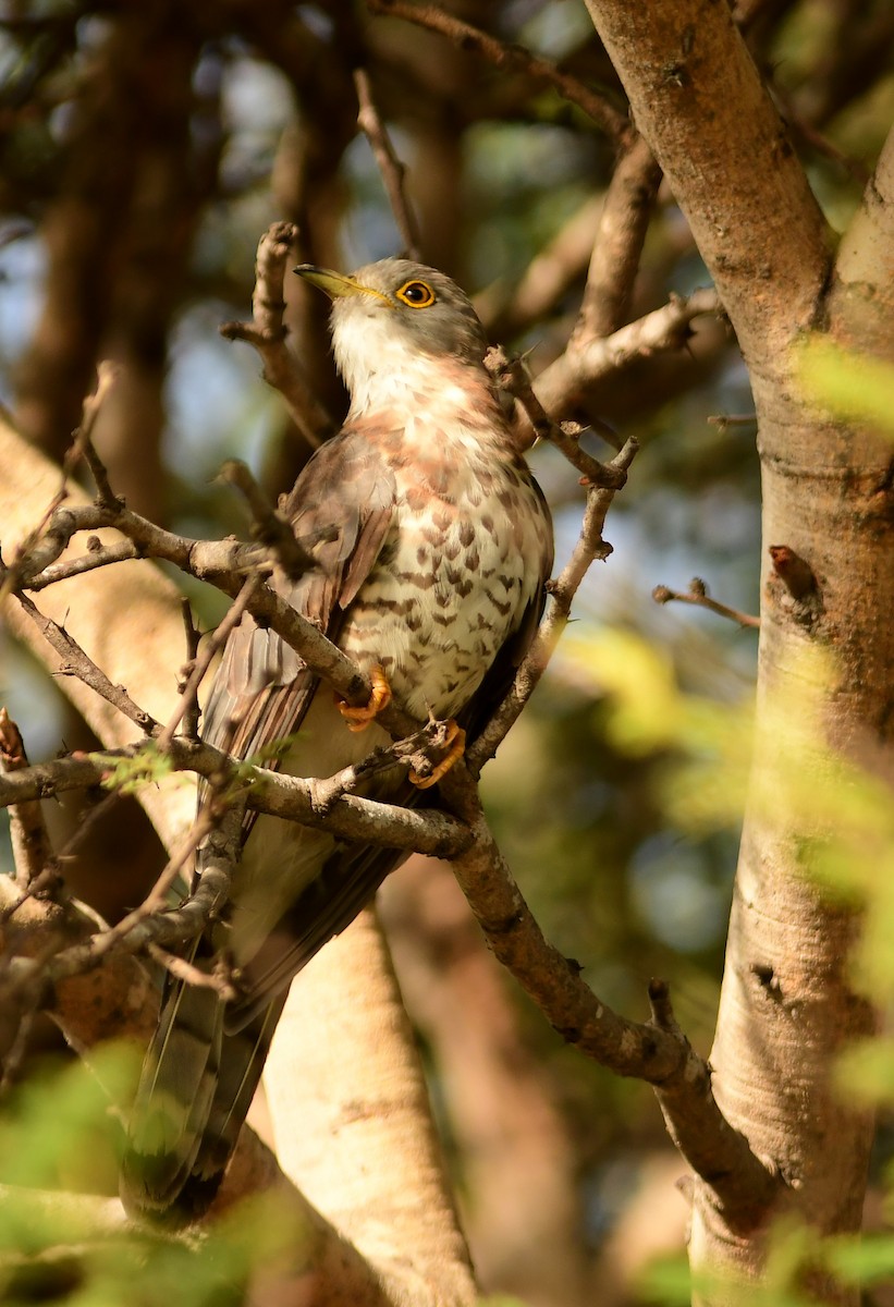 Common Hawk-Cuckoo - Ravindran Kamatchi
