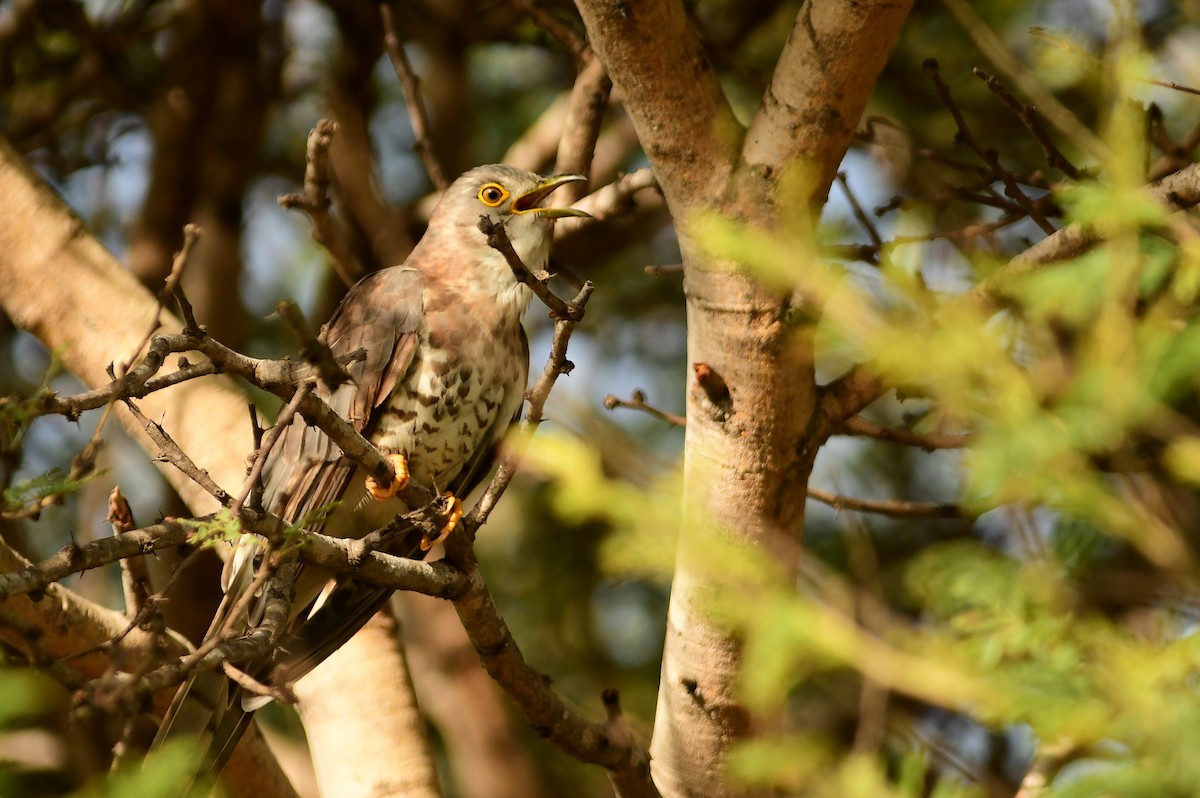 Common Hawk-Cuckoo - ML350151141