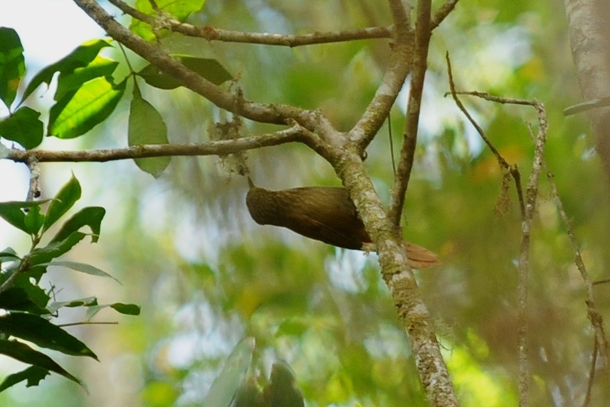 Lineated Foliage-gleaner - ML35015211