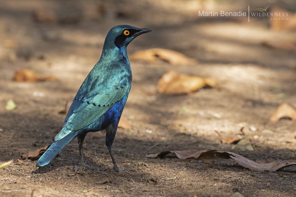 Greater Blue-eared Starling - ML350152161