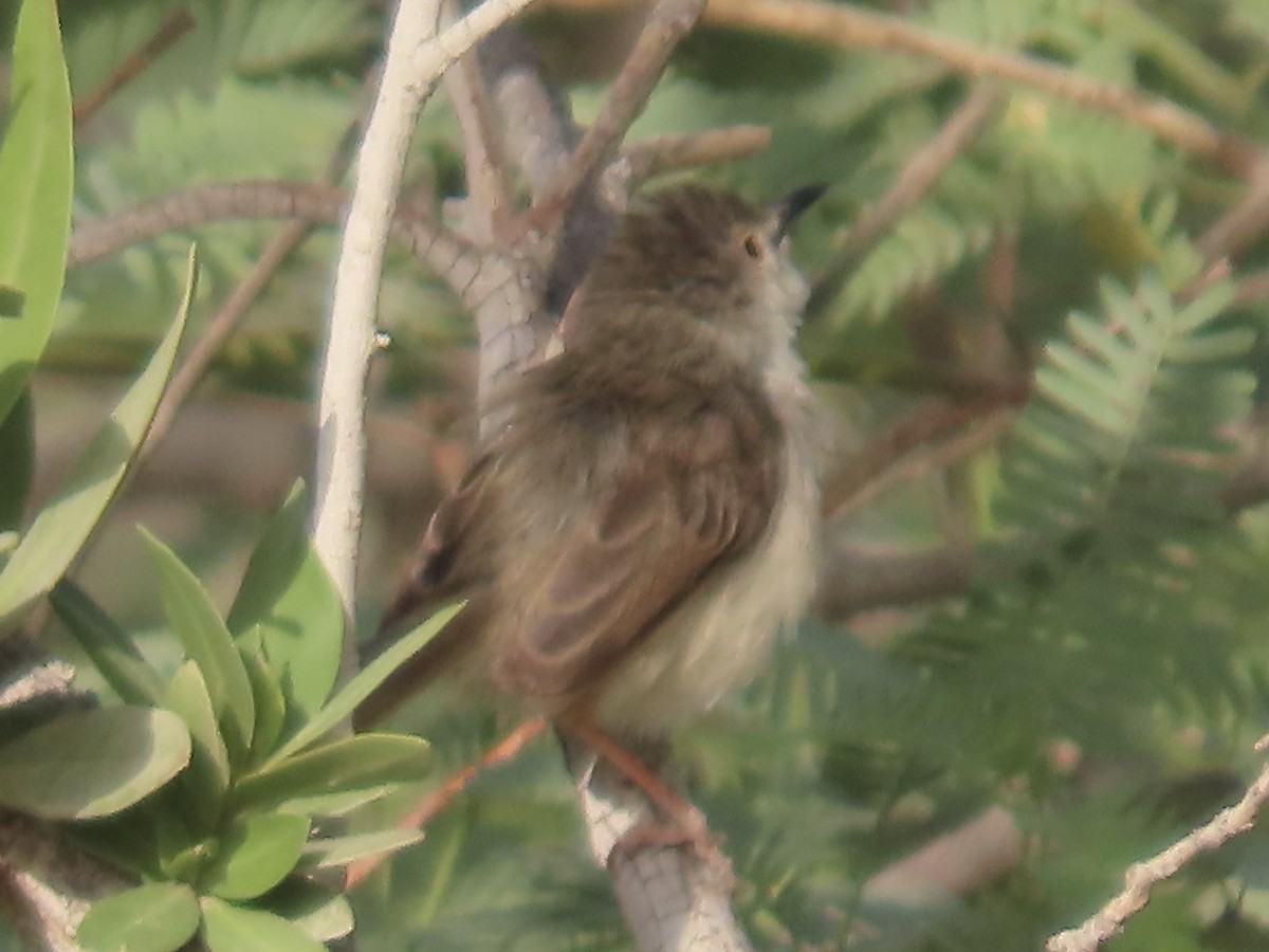 Graceful Prinia - ML350153191