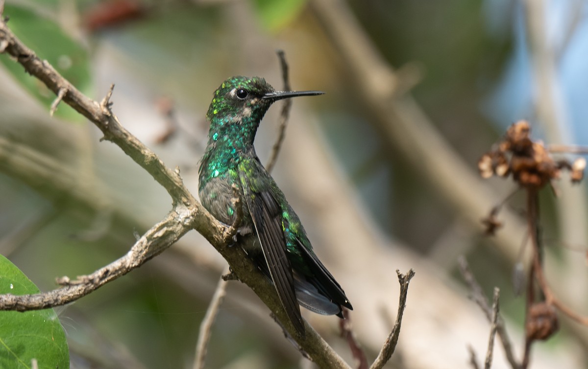 Blue-tailed Emerald - ML350153311