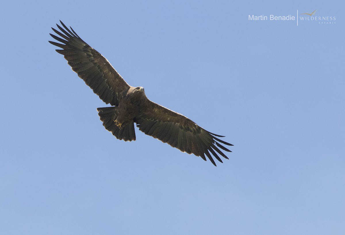 Lesser Spotted Eagle - ML350153681