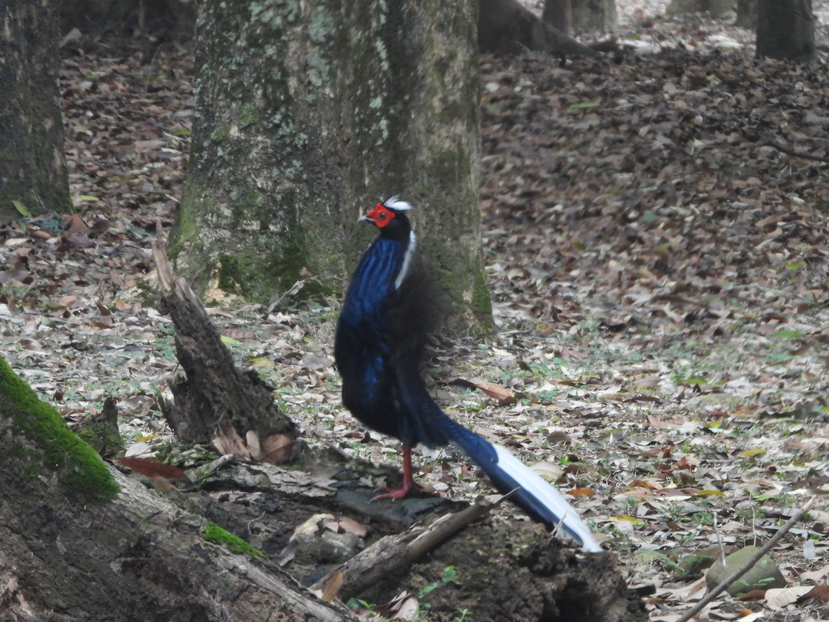 Swinhoe's Pheasant - 承恩 (Cheng-En) 謝 (HSIEH)