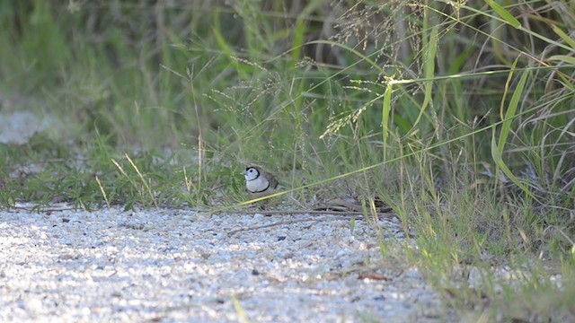 Double-barred Finch - ML350153961