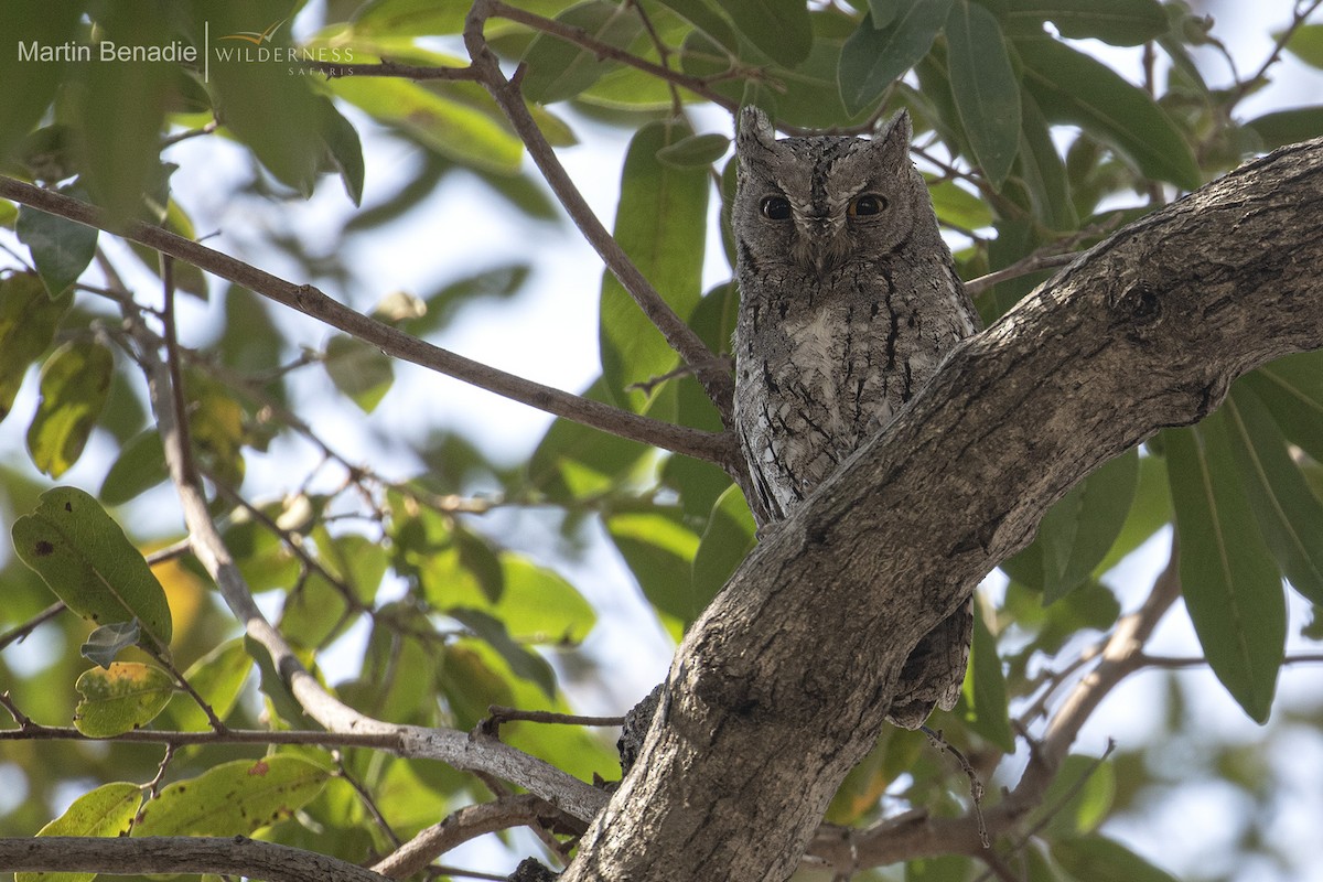 African Scops-Owl (African) - ML350154211
