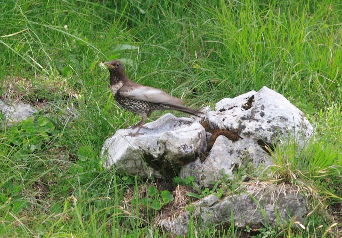 Ring Ouzel - ML350154291