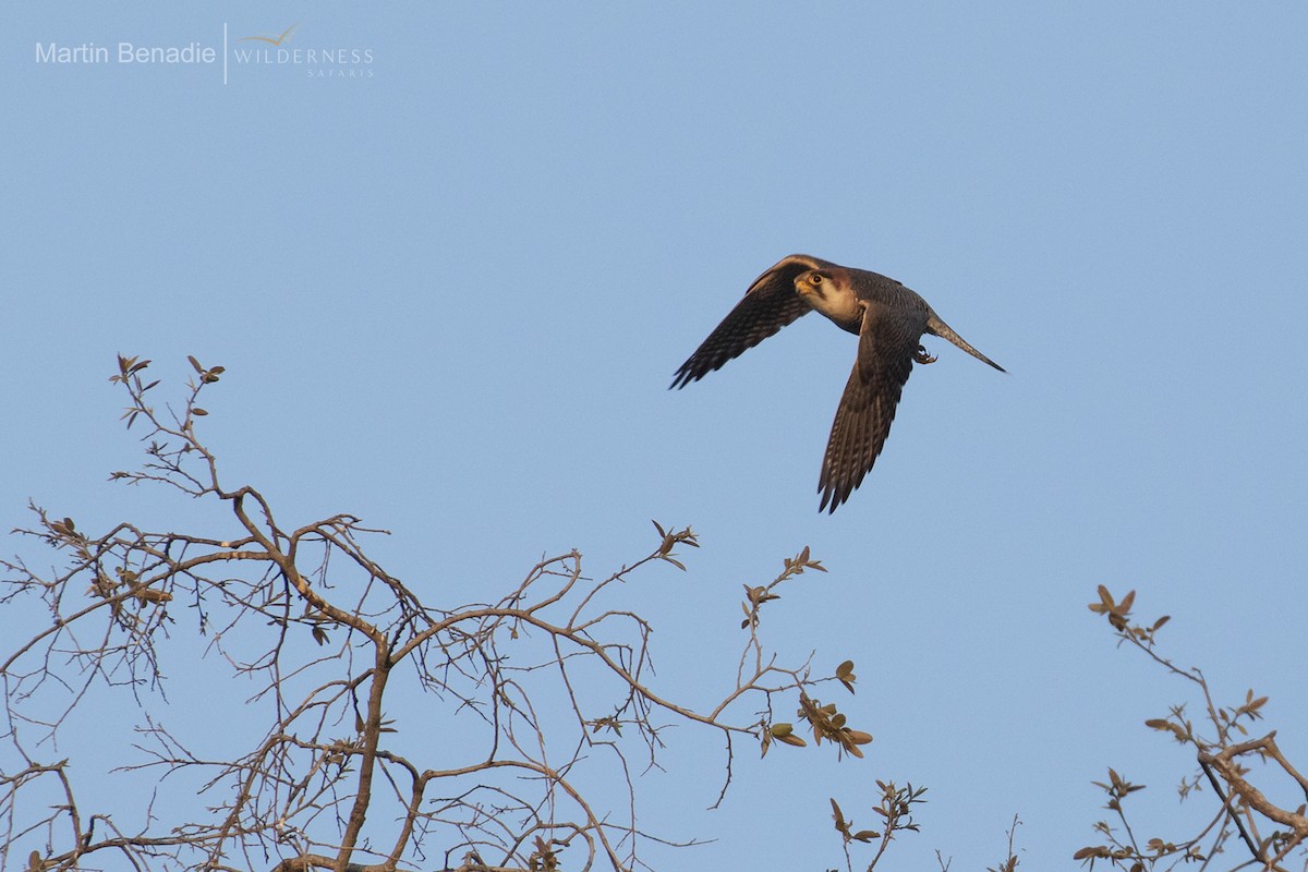 Red-necked Falcon - ML350154511