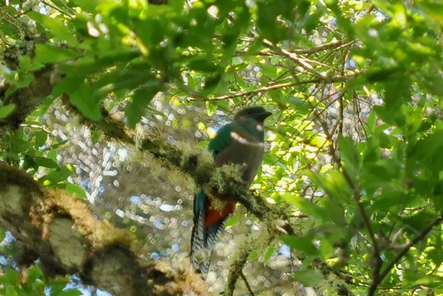 Muhteşem Ketzal (costaricensis) - ML35015701