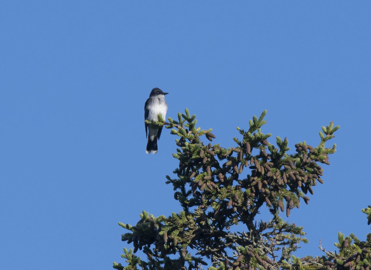 Eastern Kingbird - ML350157021