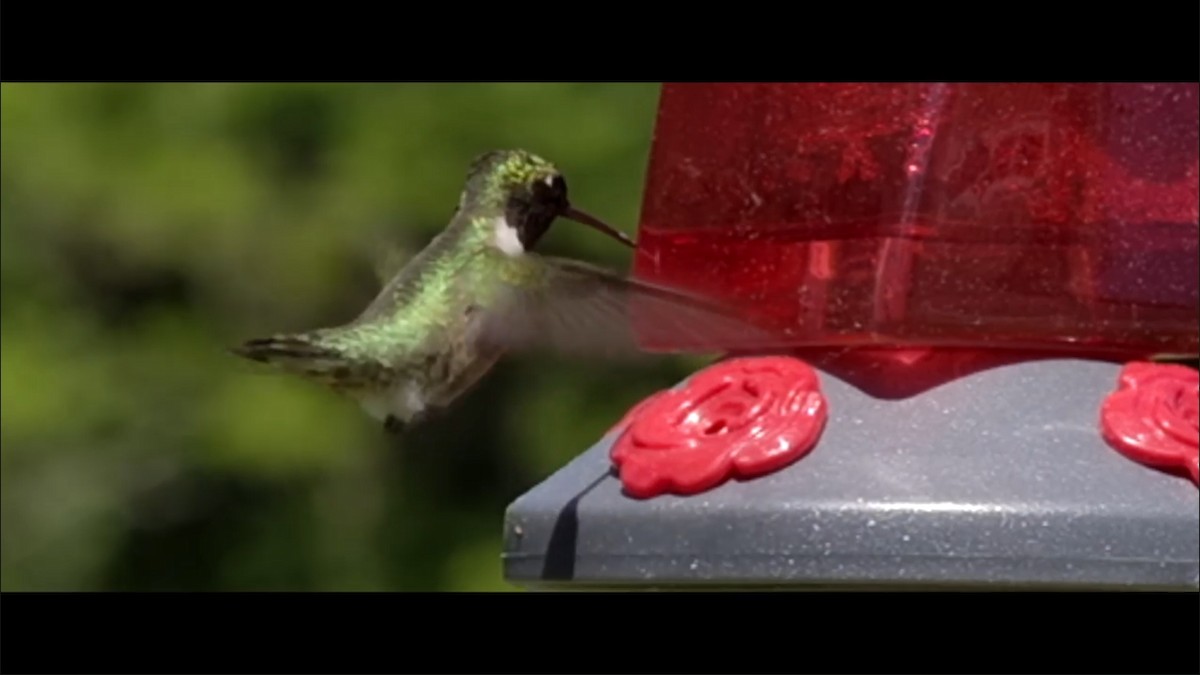 Ruby-throated Hummingbird - ML350157981