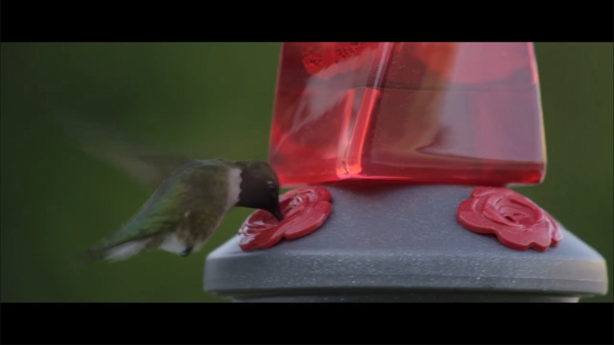Ruby-throated Hummingbird - ML350157991