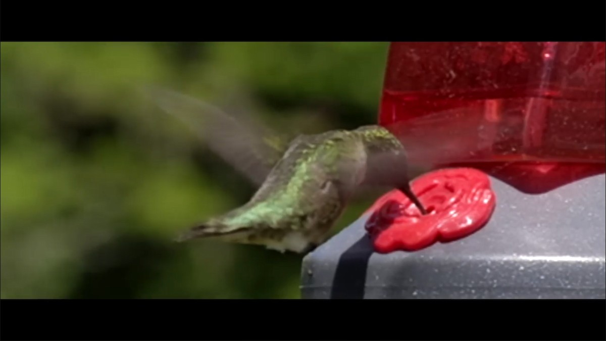 Ruby-throated Hummingbird - ML350158001