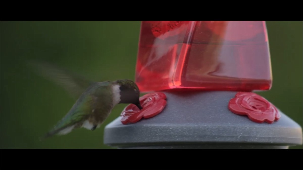 Ruby-throated Hummingbird - ML350158021