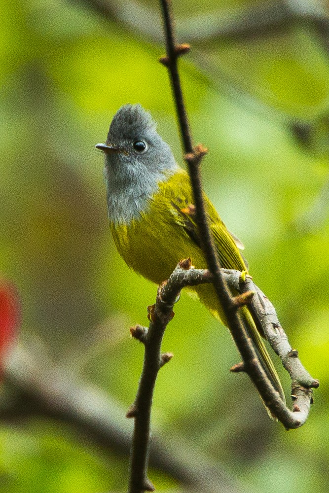 Gray-headed Canary-Flycatcher - ML350158031