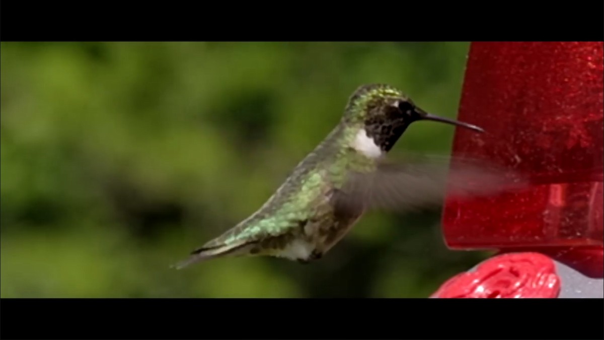 Ruby-throated Hummingbird - ML350158041
