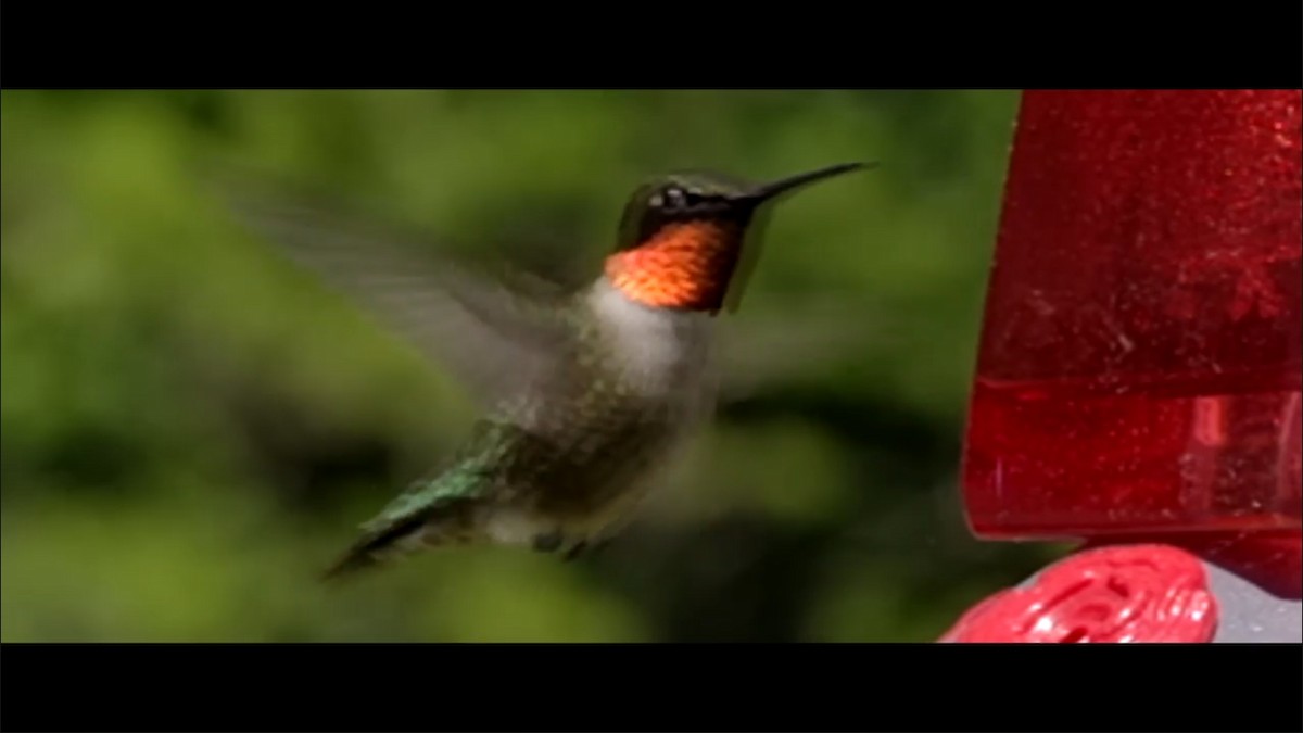 Ruby-throated Hummingbird - ML350158051