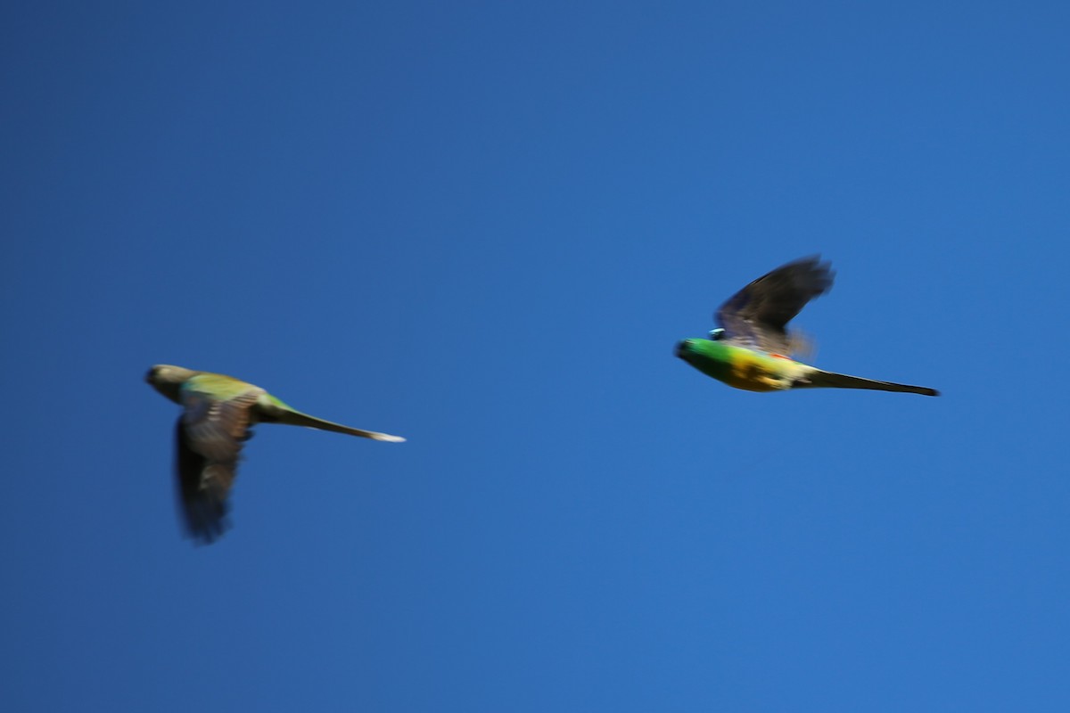 Red-rumped Parrot - ML350160211