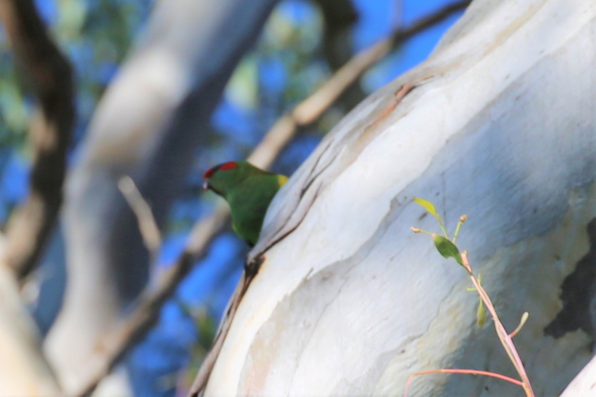 Musk Lorikeet - ML350160221