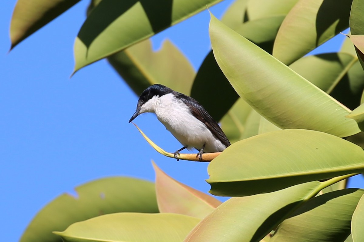 Restless Flycatcher - ML350160241