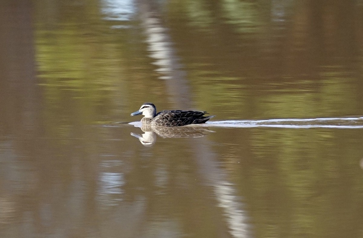 Pacific Black Duck - Anthony Schlencker