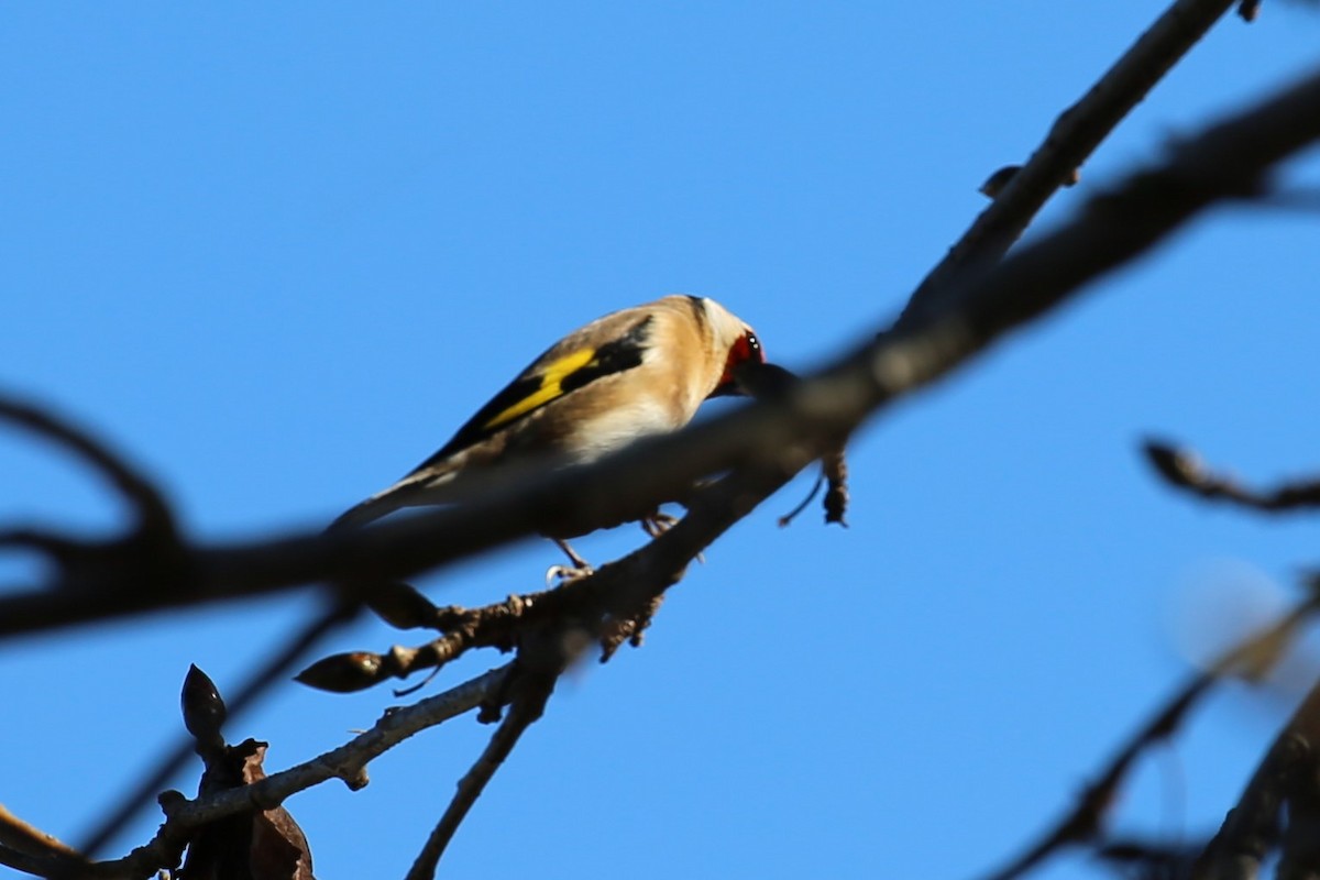 European Goldfinch - ML350160441