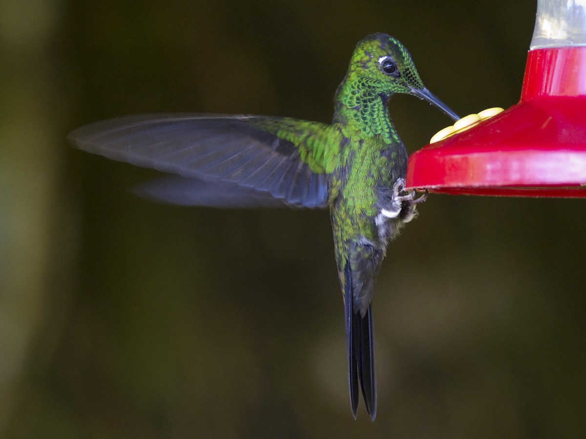 Green-crowned Brilliant - David Valentin