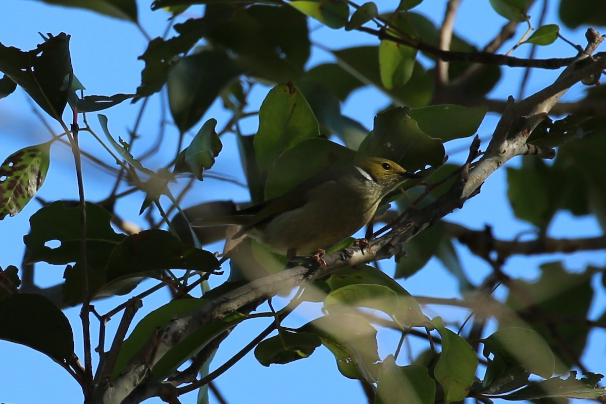 White-plumed Honeyeater - ML350160511