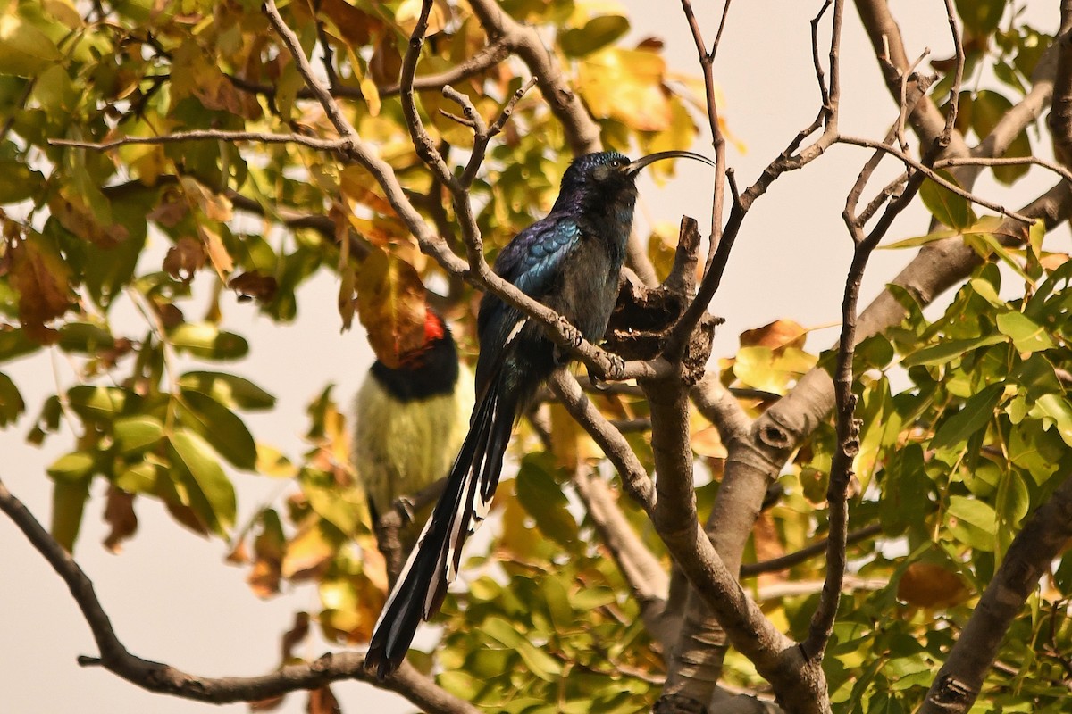 Common Scimitarbill - ML350162131