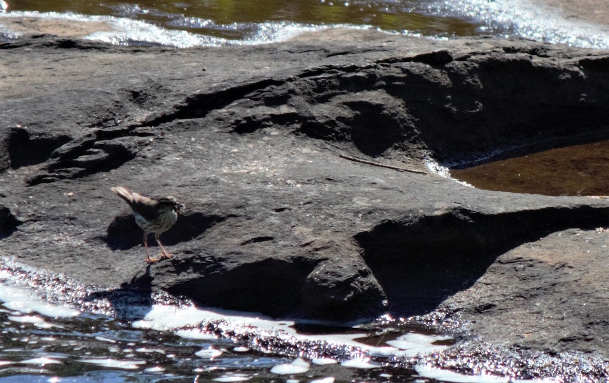 Louisiana Waterthrush - ML350162951