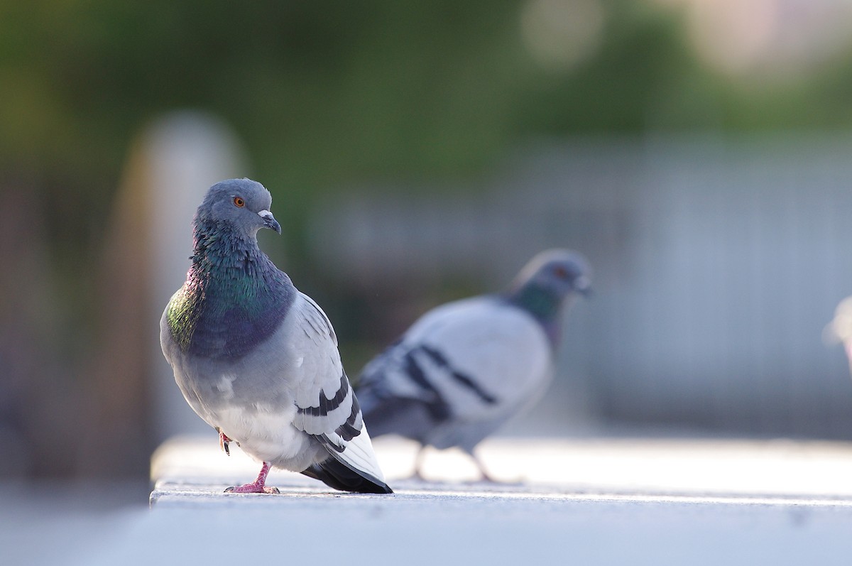 Rock Pigeon (Feral Pigeon) - David Valentin