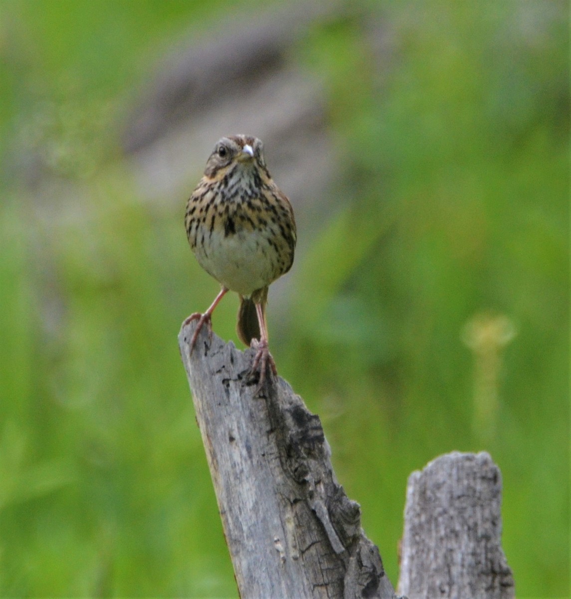 Lincoln's Sparrow - ML350163171