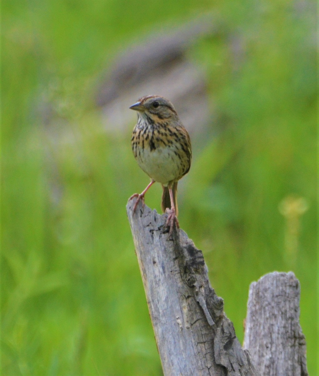 Lincoln's Sparrow - ML350163181