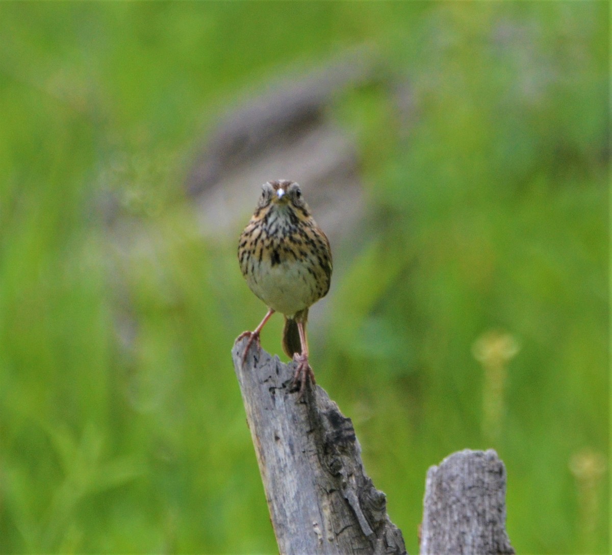 Lincoln's Sparrow - ML350163191